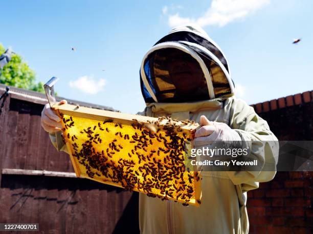 bee keeper working in his garden - beekeeper stock pictures, royalty-free photos & images