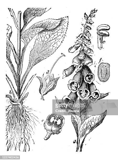 stockillustraties, clipart, cartoons en iconen met antieke illustratie, plantkunde: digitalis purpurea (foxglove) - vingerhoedskruid
