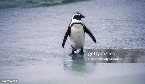 wet jackass penguin in the shallow water - african penguin stock pictures, royalty-free photos & images