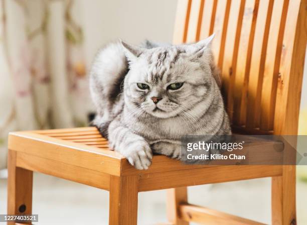cat giving you a disdainful look - angry cat stock pictures, royalty-free photos & images