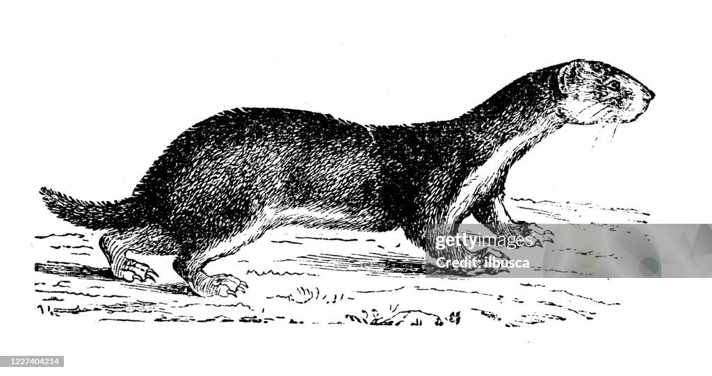 Antique illustration: least weasel (Mustela nivalis)