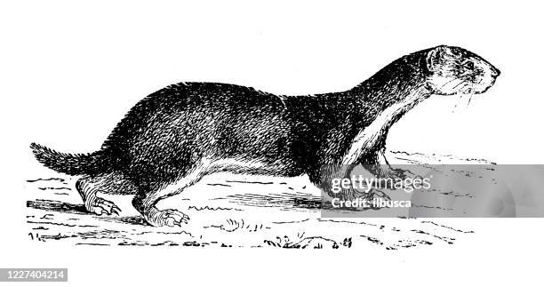 antique illustration: least weasel (mustela nivalis) - ferret stock illustrations