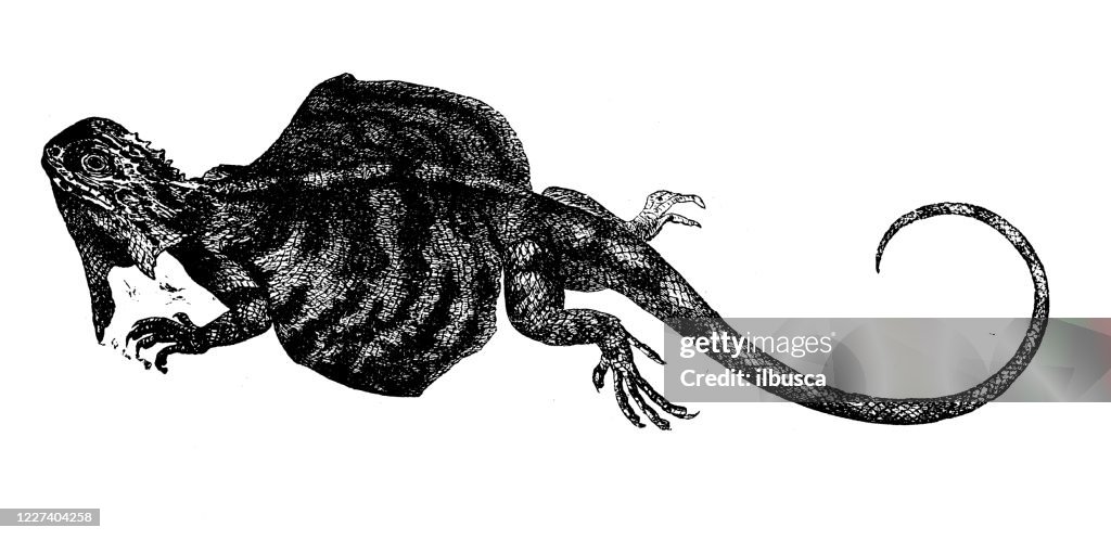 Antique illustration: Draco, flying lizard, flying dragon