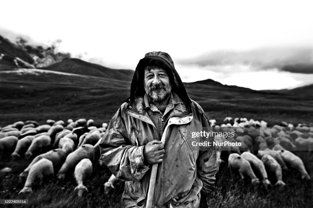 Italian Shepherd With His Flock Of Sheep In The Campo Imperatore Plain