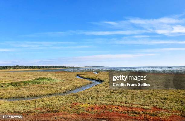 glasswort (salicornia) with autumn colors on salt marshes, wadden sea national park, vlieland, the netherlands - vlieland stock pictures, royalty-free photos & images