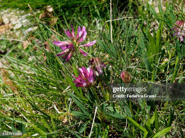 alpine clover (trifolium alpinum) flowering in val grande national park - trifolium alpinum stock pictures, royalty-free photos & images