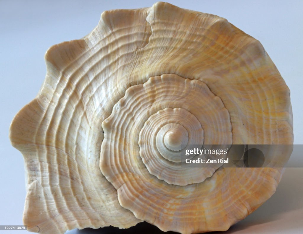 Shell Patterns Real Closeup Of A Fossilized Sea Shell Showing Intricate Concentric Patterns ...