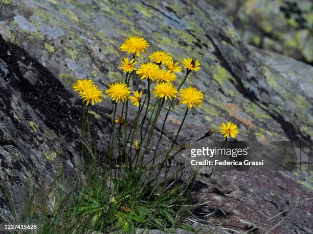 alpine dandelion (leontodon helveticus) flowering in val grande national park - leontodon stock pictures, royalty-free photos & images