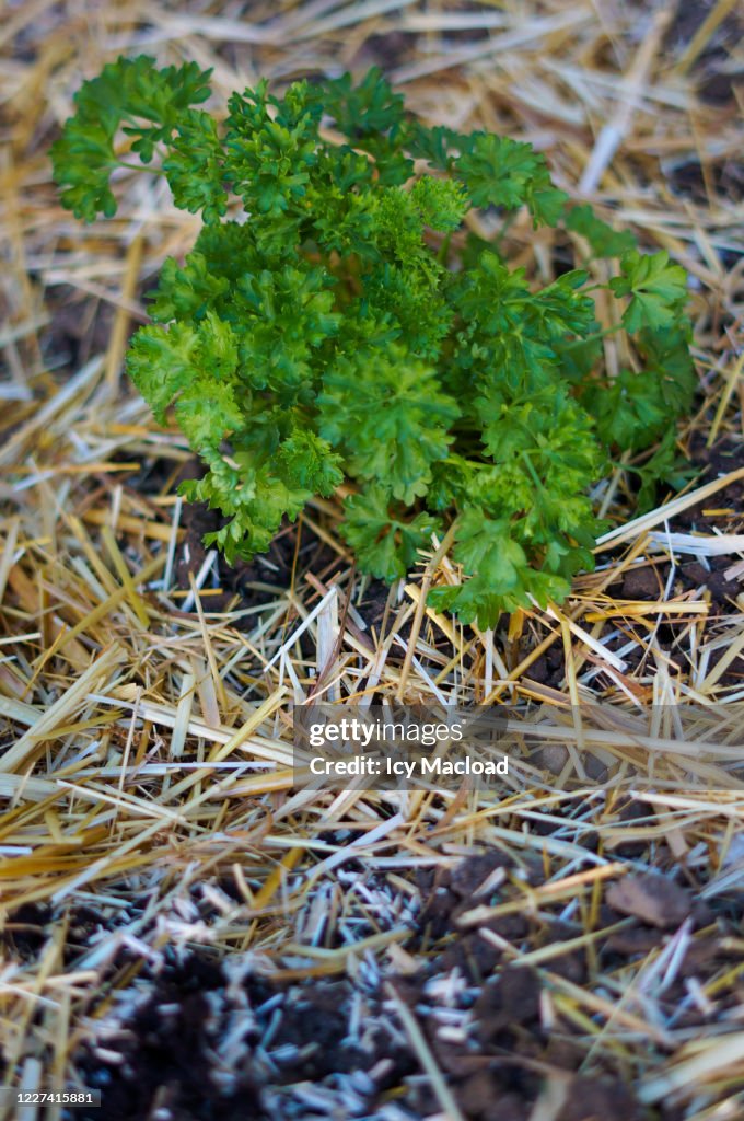 Parsley in an organic vegetable patch
