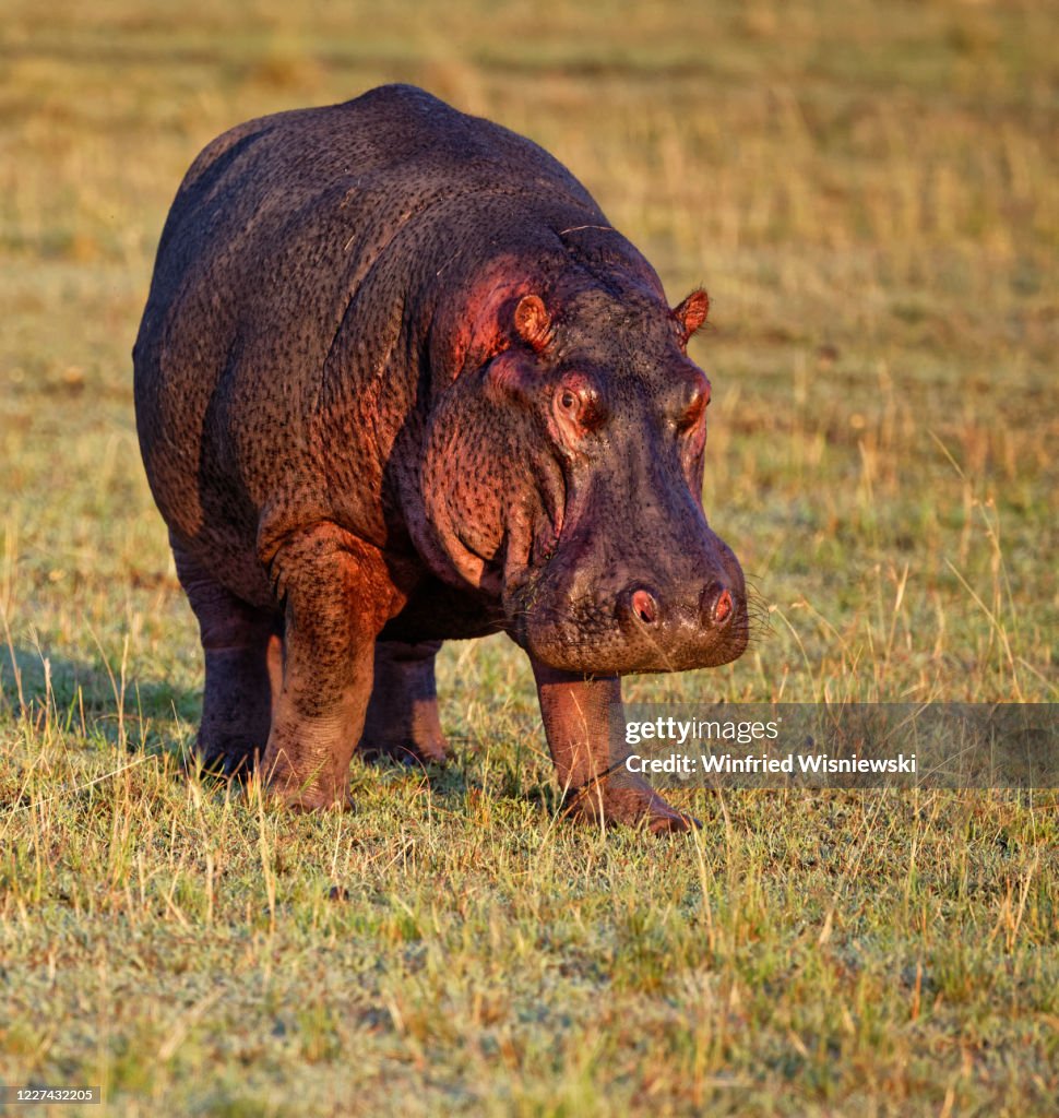 Hippo (Hippopotamus amphibius)