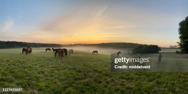 horses on a misty morning - pasture stock pictures, royalty-free photos & images