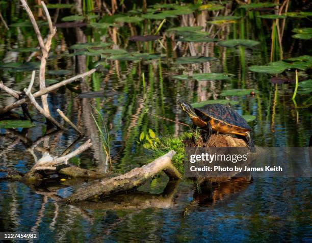a florida red bellied cooter suns itself on a rock in the everglades. - florida red bellied cooter stock pictures, royalty-free photos & images