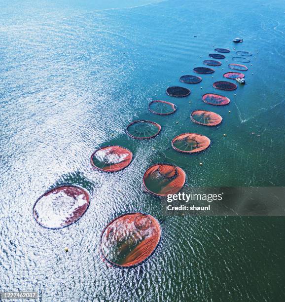 fish farming - atlantic canada stock pictures, royalty-free photos & images