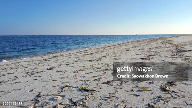 white sand beach cover with seaweed, problem from climate change - seaweed stock pictures, royalty-free photos & images