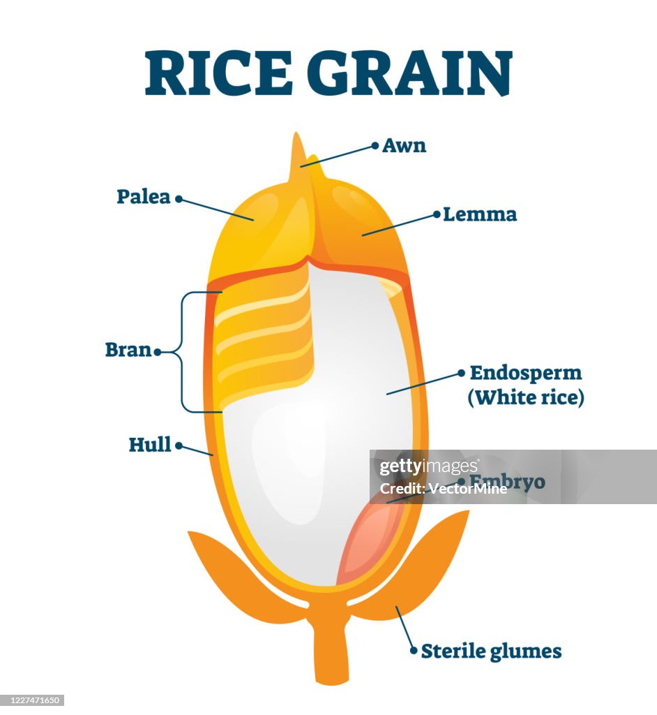 Bullet Point Rice Grain Rice Grain Vector Illustration Labeled Educational Structure ...