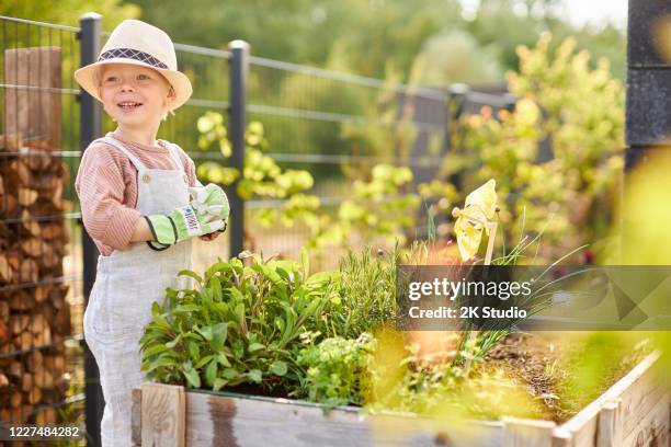 a mother plants, watering and tending flowers and herbs with her little son in her raised bed in the city garden - herb garden stock pictures, royalty-free photos & images