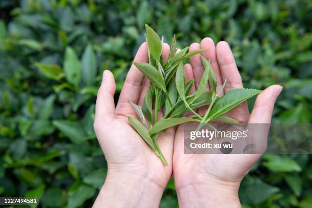 hand holding green tea leaf - green tea leaves stock pictures, royalty-free photos & images