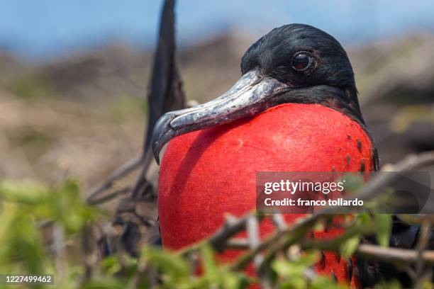 magnificent frigate of galapagos island - galapagos finch stock pictures, royalty-free photos & images