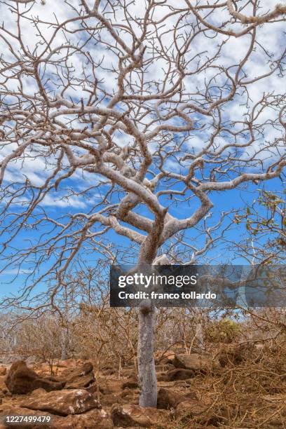 naked tree in galapagos island - paradise tanager stock pictures, royalty-free photos & images