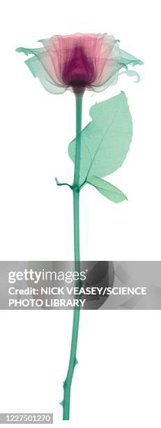rose with a long stem and one leaf, x-ray - long stem flowers - fotografias e filmes do acervo