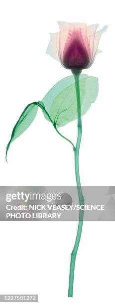 rose with a long stem and two leaves, x-ray - long stem flowers - fotografias e filmes do acervo