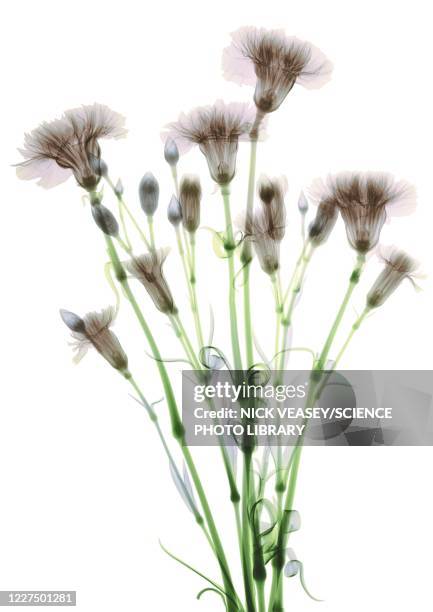 bundle of flowers (dianthus sp.), x-ray - xray flowers stockfoto's en -beelden