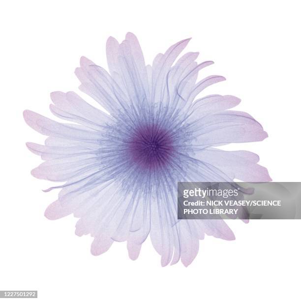 violet flower, x-ray - xray flowers stock pictures, royalty-free photos & images