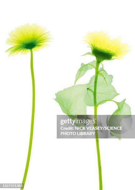 two sunflowers, x-ray - flower x ray stock pictures, royalty-free photos & images