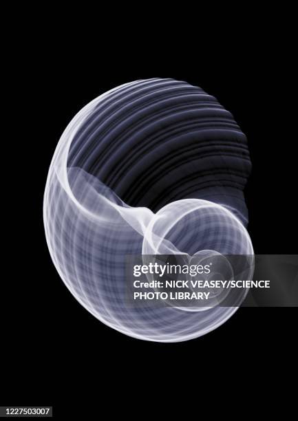 shell, x-ray - cone shape stock pictures, royalty-free photos & images