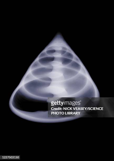 shell, x-ray - kegel stockfoto's en -beelden