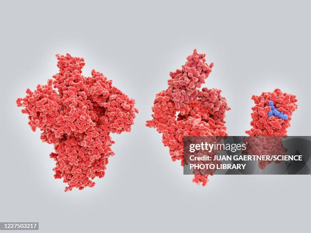 potential coronavirus drug targets, illustration - spike protein stock illustrations