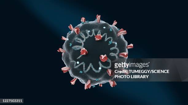 coronavirus structure, 3d illustration - spike protein stock-grafiken, -clipart, -cartoons und -symbole