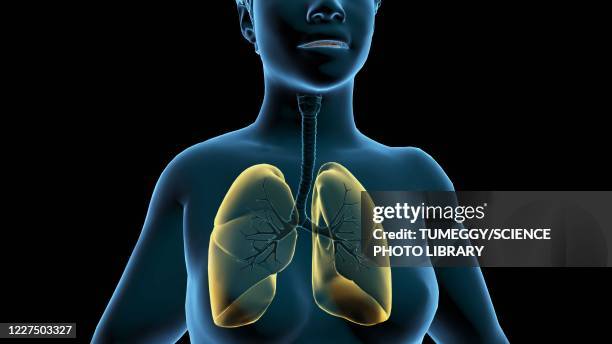 female lungs, 3d illustration - long nose stockfoto's en -beelden