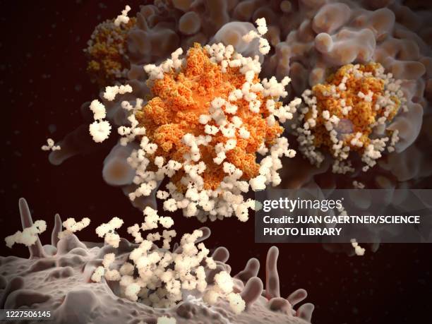 antibodies responding to covid-19 coronavirus, illustration - zelle stock-grafiken, -clipart, -cartoons und -symbole