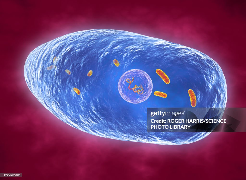 Bordetella pertussis bacteria, illustration