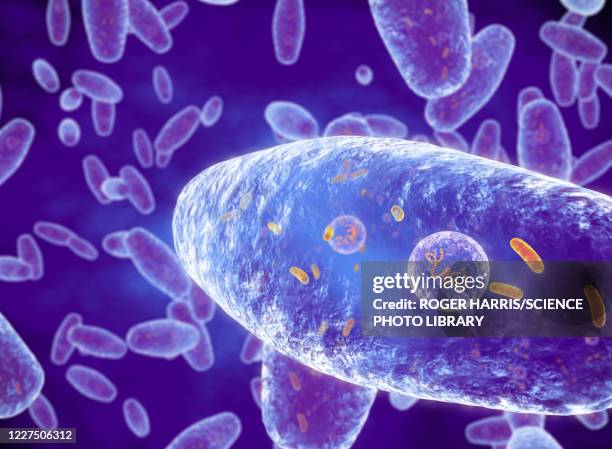 bordetella pertussis bacteria, illustration - respiratory disease stock illustrations