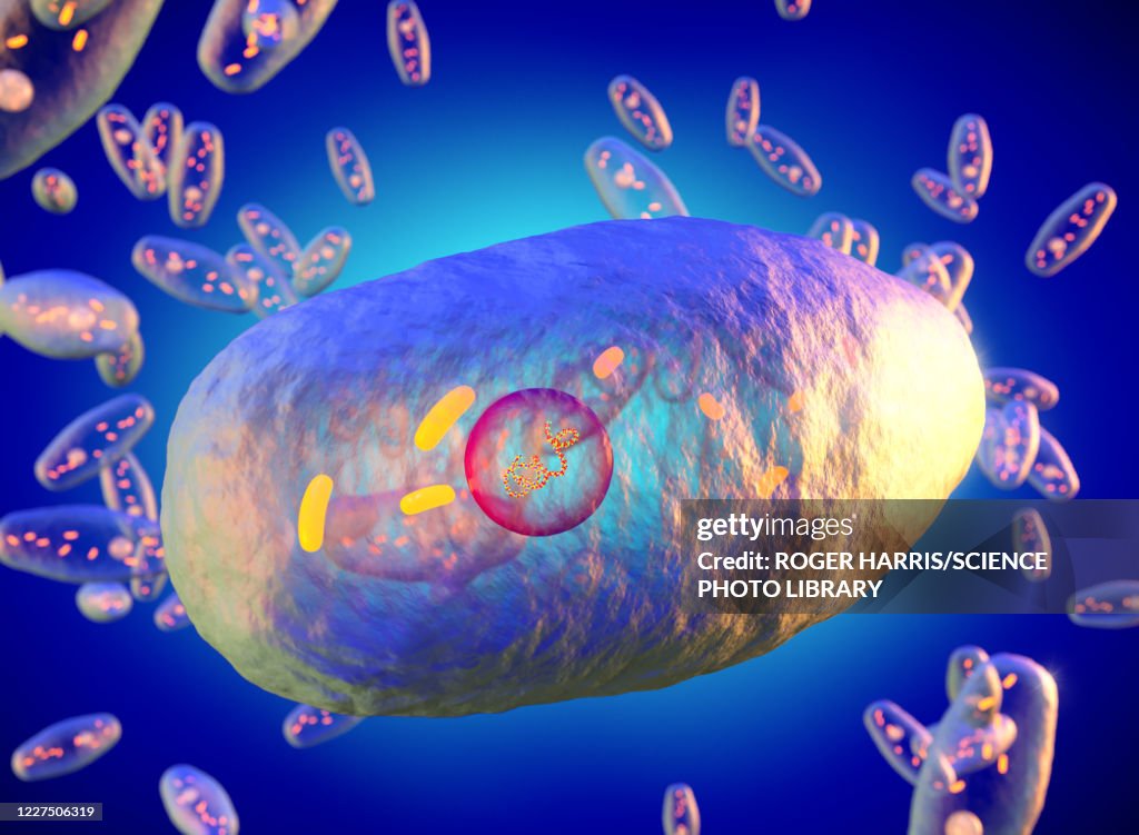 Bordetella pertussis bacteria, illustration