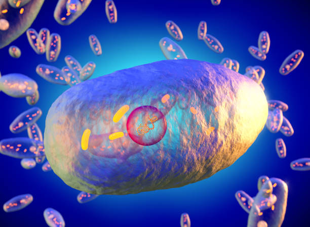 bordetella pertussis bacteria, illustration - whooping-cough stock illustrations