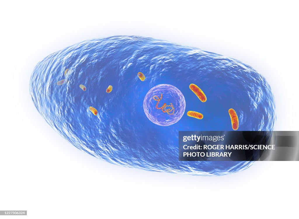Bordetella pertussis, illustration