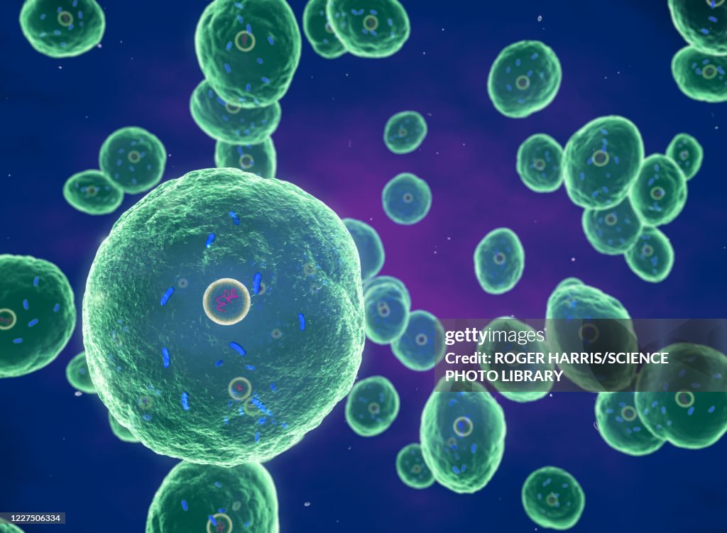 Brucella bacteria, illustration