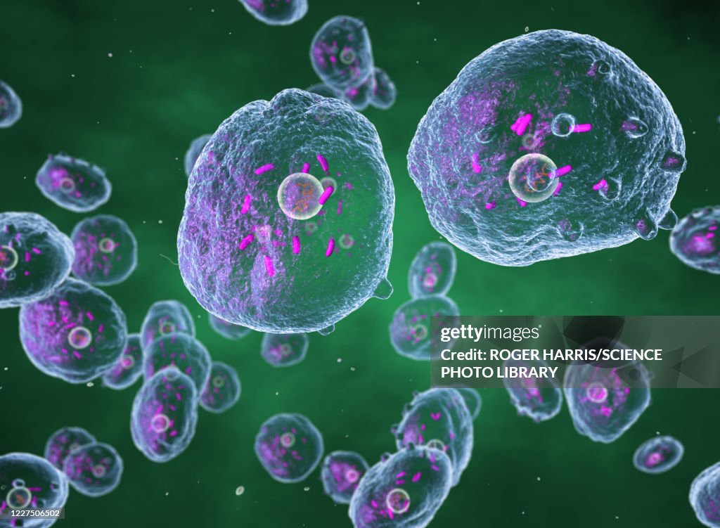 Chlamydia trachomatis bacteria, illustration