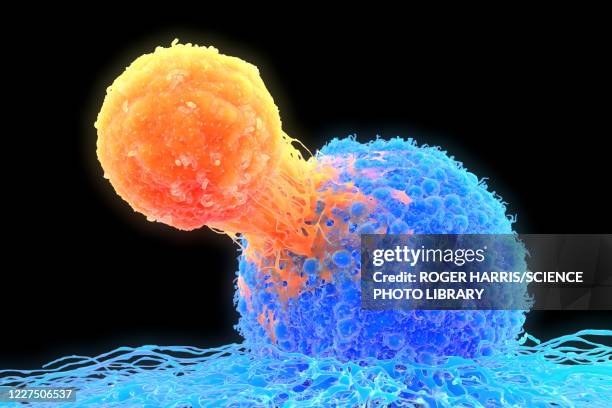 ilustraciones, imágenes clip art, dibujos animados e iconos de stock de t-cell attaching to cancer cell, illustration - tumor