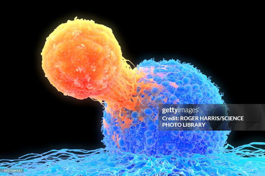 T-cell attaching to cancer cell, illustration