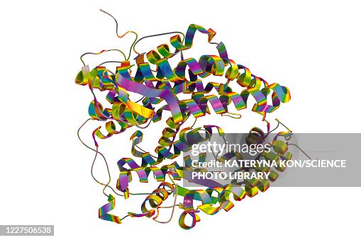 Human ACE2 receptor molecule Human ACE2 receptor molecule