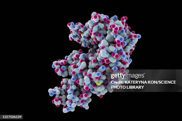 human ace2 receptor molecule - spike protein stock-grafiken, -clipart, -cartoons und -symbole