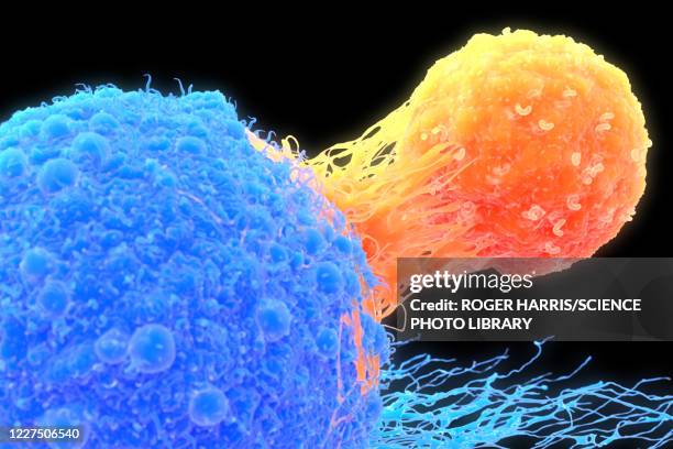 t-cell attaching to cancer cell, illustration - immunologie stock-grafiken, -clipart, -cartoons und -symbole