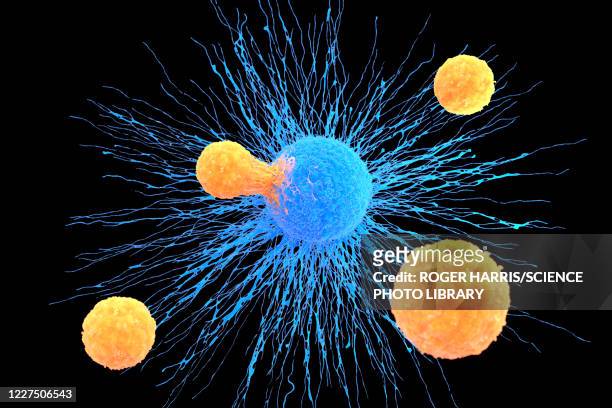 t-cell attaching to cancer cell, illustration - immunology stock illustrations