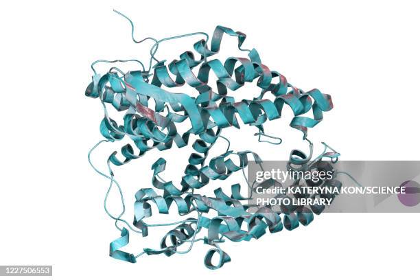 human ace2 receptor molecule - glycoprotein stock illustrations