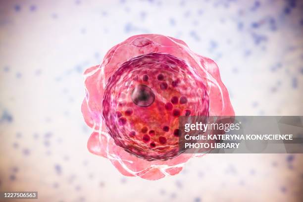 cyst of balamuthia amoeba, illustration - cyst stock-grafiken, -clipart, -cartoons und -symbole