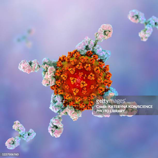 antibodies responding to covid-19 coronavirus, illustration - macrophage stock illustrations